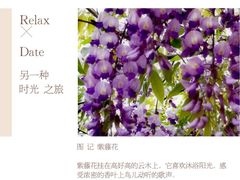 -嘉定紫藤园