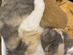 -藦茜花园宠物主题亲子互动体验馆(国顺东路店)