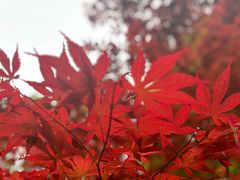 -上海鲜花港