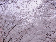 -武汉长江大桥