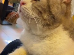 -平行世界·猫咖(首经贸店)