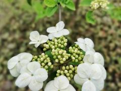 -新虹桥中心花园