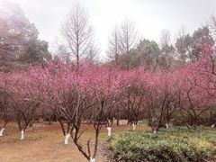 -杭州植物园