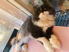 -名猫咖啡馆·撸猫·拼豆