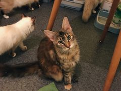 -猫色咖啡·猫咖