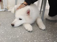 -Let's go狗咖·猫咖·奶狗·桌游(春熙路IFS店)