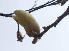 -洛阳市隋唐城遗址植物园