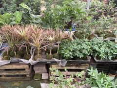 -龙大花卉苗木市场