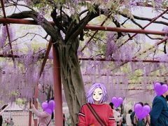 -嘉定紫藤园