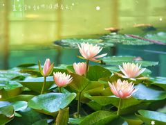 -杭州花家山庄