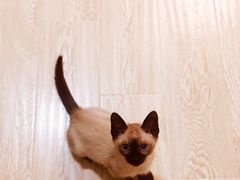 -袖虎·猫馆(体育西路店)