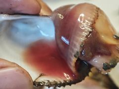 -宾朋海鲜特色美食餐厅·纯手工鲅鱼水饺(兴海路店)