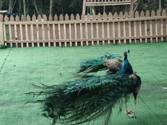 -西双版纳傣族园