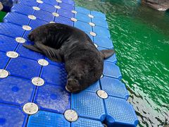 -海合安成都极地海洋公园