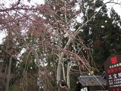 -醍醐寺