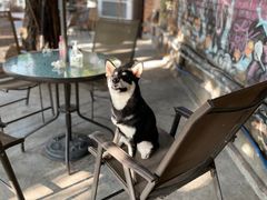 -柴犬高等学院·狗咖·柴犬售卖·宠物训练