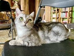 -猫猫幼稚园·撸猫·桌游·电玩