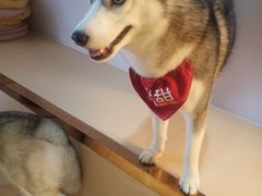 -Husky Go! 哈士奇体验馆·宠物咖啡厅狗咖