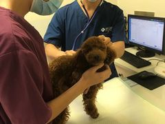 -爱诺耐芙动物医院(万博店)