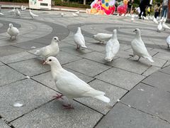 -南宫五洲植物乐园