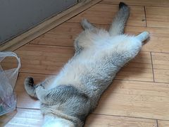 -汪喵宠物医院·骨科心脏影像·犬猫急重症ICU诊疗中心(成华分院)