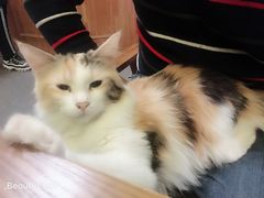 -猫色咖啡·猫咖