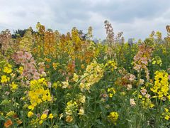 -三圣花乡旅游区