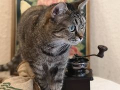 -猫友咖啡店(玉林西路店)