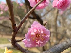 -梅花山(明孝陵内)
