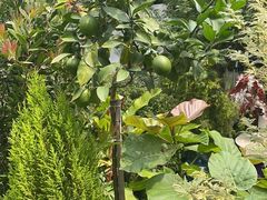 -三圣花乡旅游区