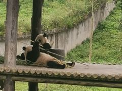 -中国大熊猫保护研究中心雅安碧峰峡基地