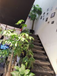 -魔型社
