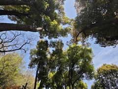 -苏州上方山国家森林公园