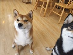 -柴の食堂·日式家庭料理·熊之肆(大学路店)
