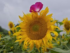 -长春公园(普阳街道)