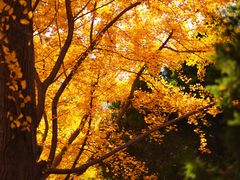 -辽宁大学(崇山校区)