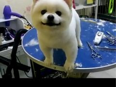 -爱宠屋pet shop·宠物洗澡·宠物美容