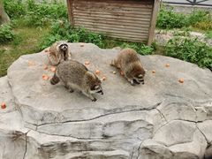 -灵玲国际马戏城