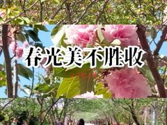 -高东镇樱花园