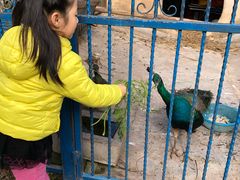 -上海滴水湖皇冠假日酒店