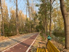 -合肥滨湖国家森林公园