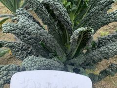 -中国天府农业博览园