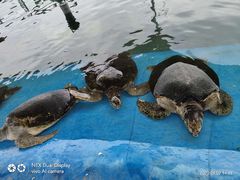 -北戴河圣蓝海洋公园