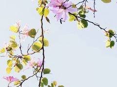 -香蜜公园
