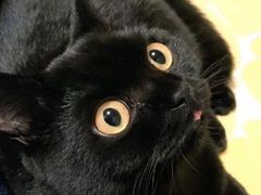 -Cappucimeow猫咪咖啡馆(韦伯时代店)
