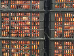 -胡家庙水果批发市场
