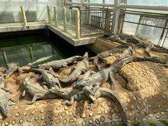 -石家庄市动物园