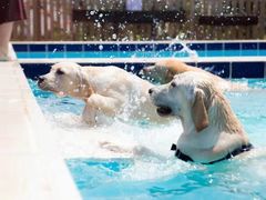 -趣玩宠物乐园寄养训犬训狗游泳池