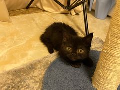 -momokira米努特·德文卷毛猫·棉花面纱犬