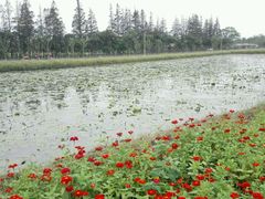 -上海长兴岛郊野公园